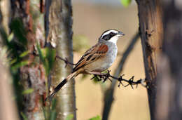 Image de Bruant ligné