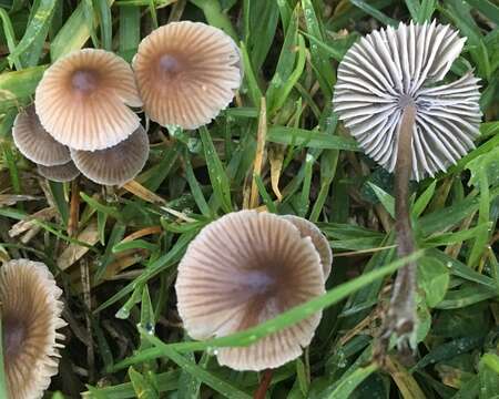 Imagem de Mycena leptocephala (Pers.) Gillet 1876