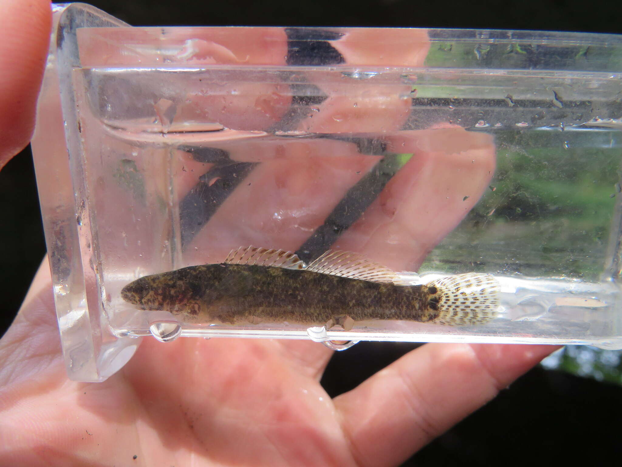 Image de Etheostoma forbesi Page & Ceas 1992