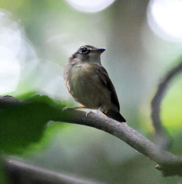 Image of Stub-tailed Spadebill