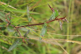 Pterogastra divaricata (Bonpl.) Naud.的圖片