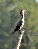 Image of Neotropic Cormorant