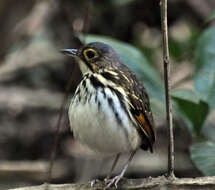 Image of Spectacled Antpitta