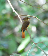 Plancia ëd Onychorhynchus mexicanus (Sclater & PL 1857)