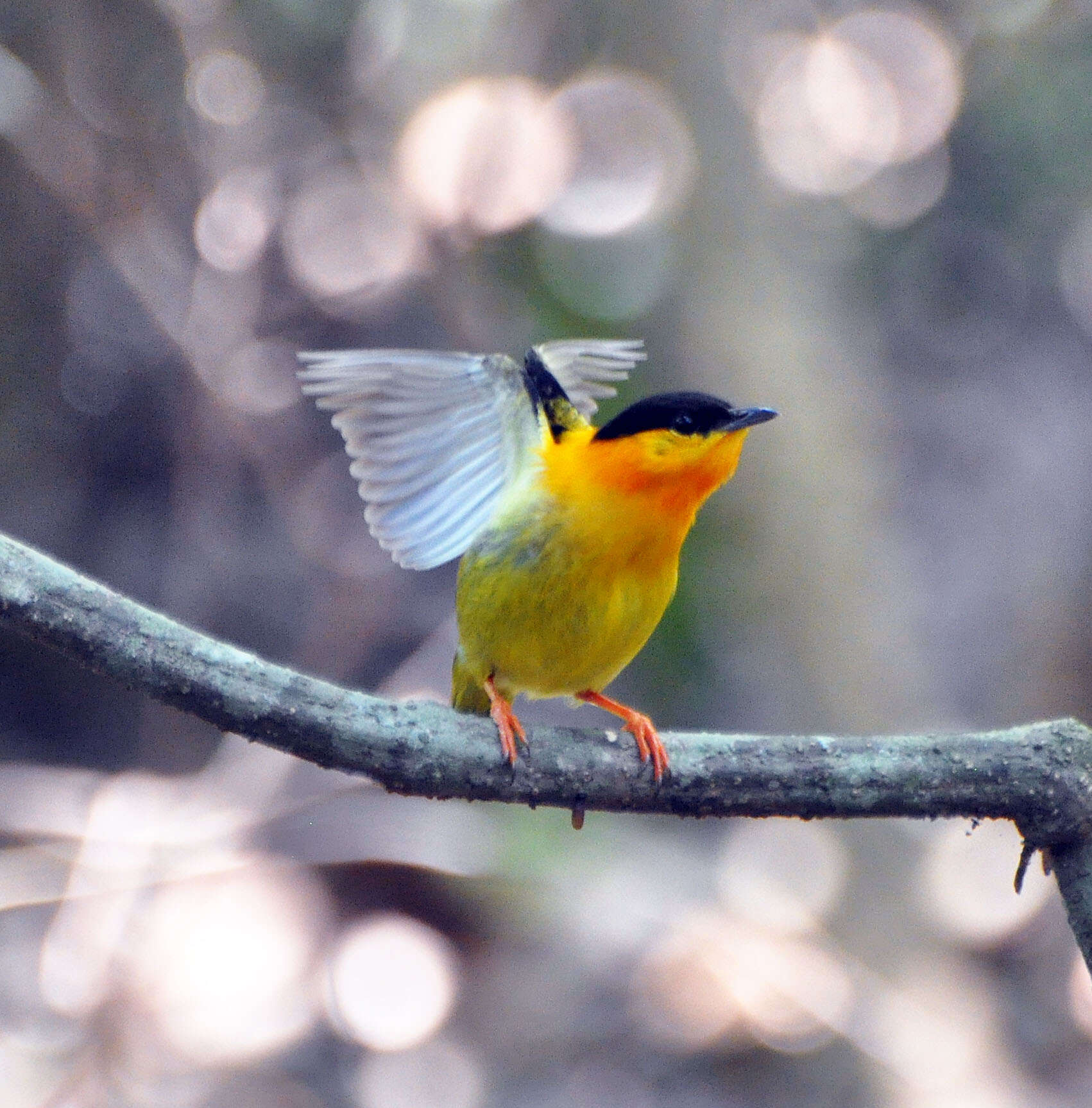 Imagem de Manacus aurantiacus (Salvin 1870)