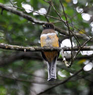 Image of Trogon aurantiiventris