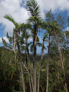 Image of Bactris cubensis Burret