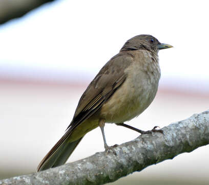 Image of Clay-colored Robin