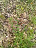 Слика од Hypericum australe Ten.