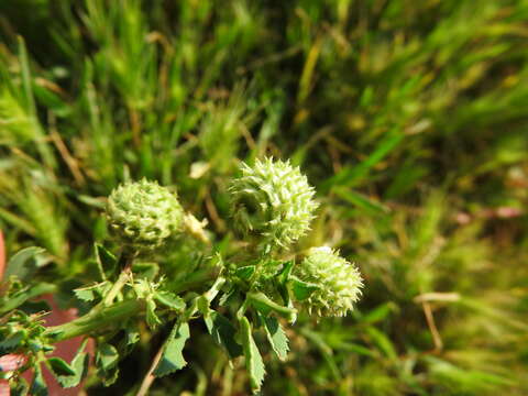 Image of Medicago intertexta subsp. ciliaris (L.) Ponert