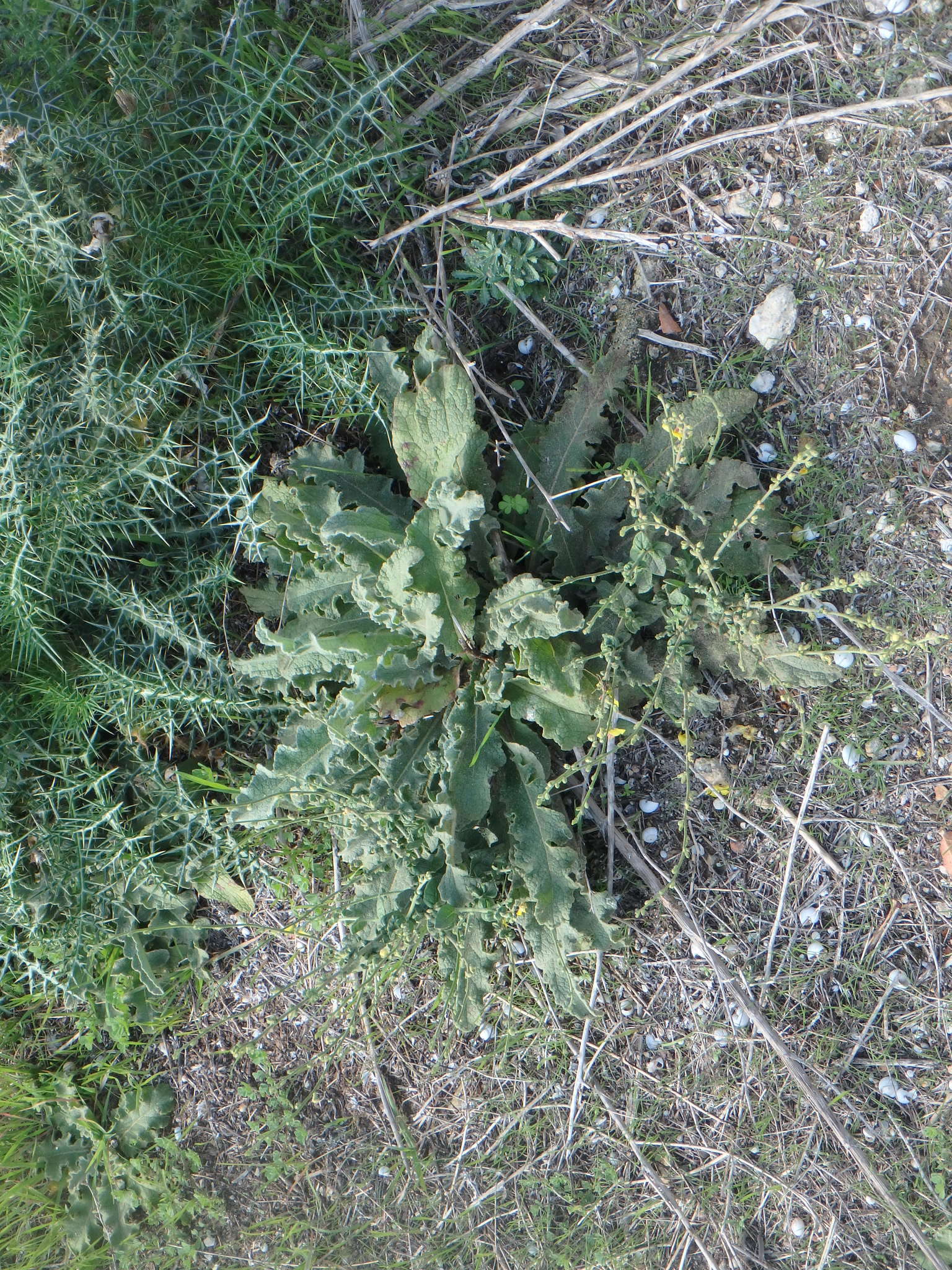 Image of wavyleaf mullein