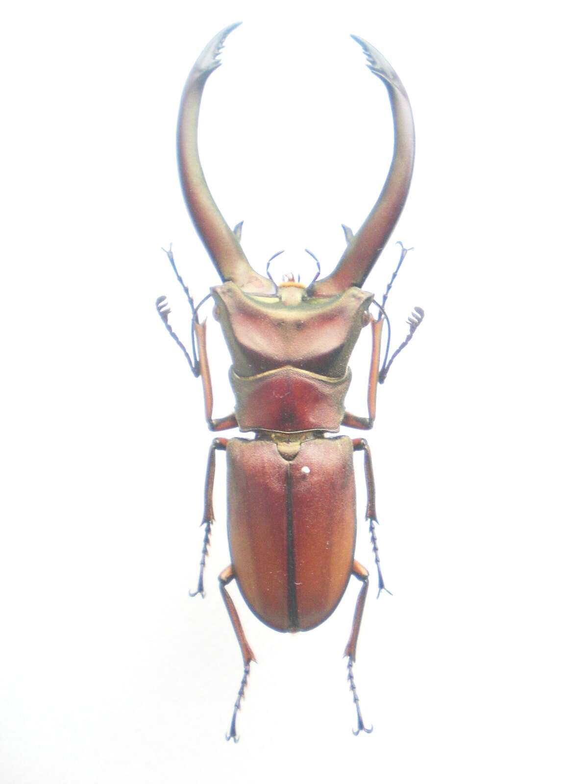 Image of Cyclommatus elaphus Gestro 1881