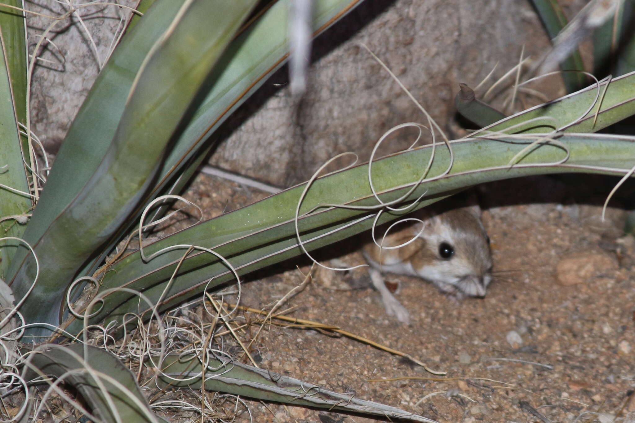 Image of Merriam's Kangaroo Rat