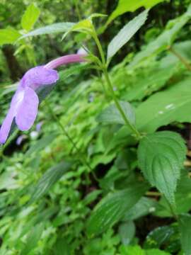 Image of Achimenes longiflora DC.