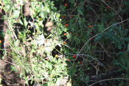 Image of Capsicum chacoense A. T. Hunziker