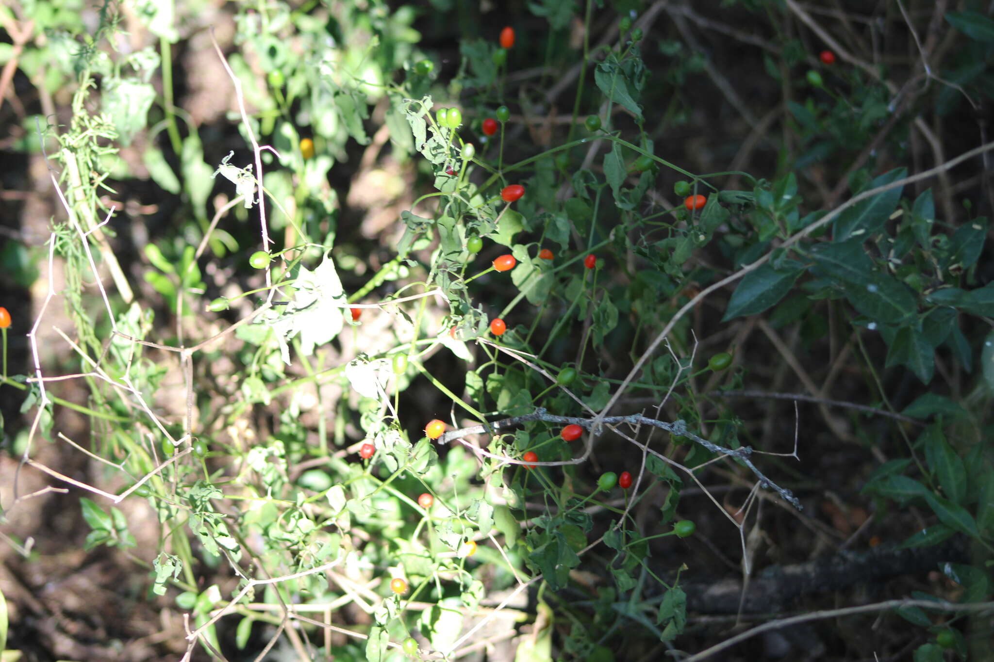 Image of Capsicum chacoense A. T. Hunziker