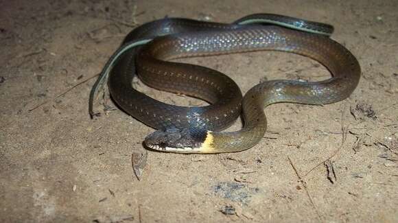 Image of Collared Black-headed Snake