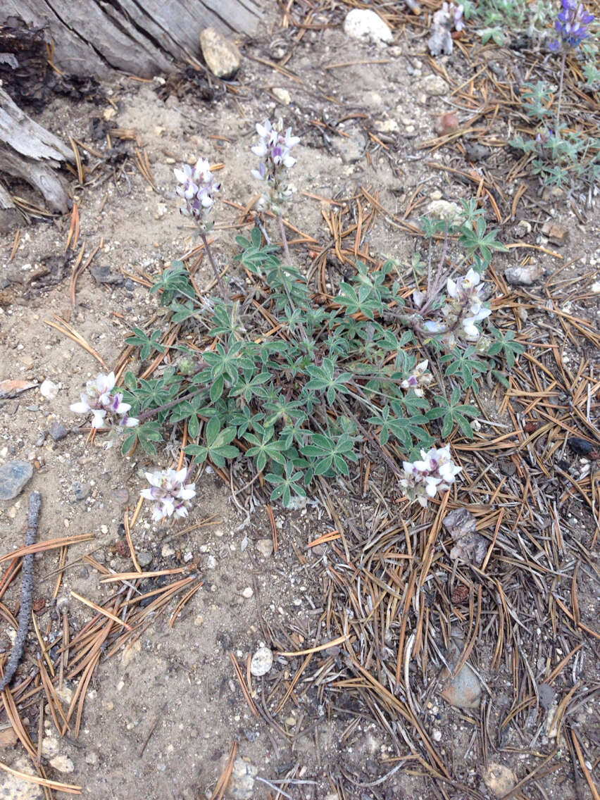 Imagem de Lupinus sellulus var. lobbii (S. Watson) B. J. Cox