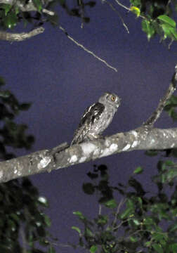 Image of Pacific Screech Owl