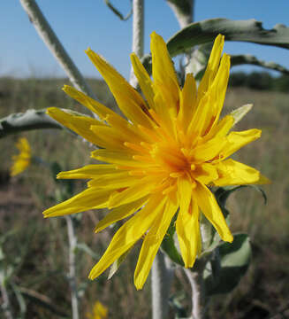 Image of Tragopogon tanaiticus Artemczuk