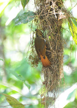 Plancia ëd Onychorhynchus mexicanus (Sclater & PL 1857)