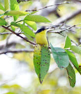 Todirostrum cinereum (Linnaeus 1766) resmi