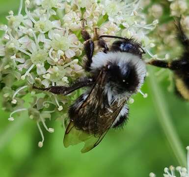 Image of Bombus patagiatus Nylander 1848