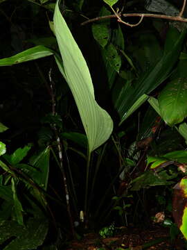 Image of Asplundia brachyphylla Harling