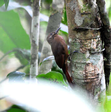 Image of Plain-brown Woodcreeper