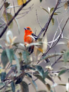 Image of Flame-colored Tanager