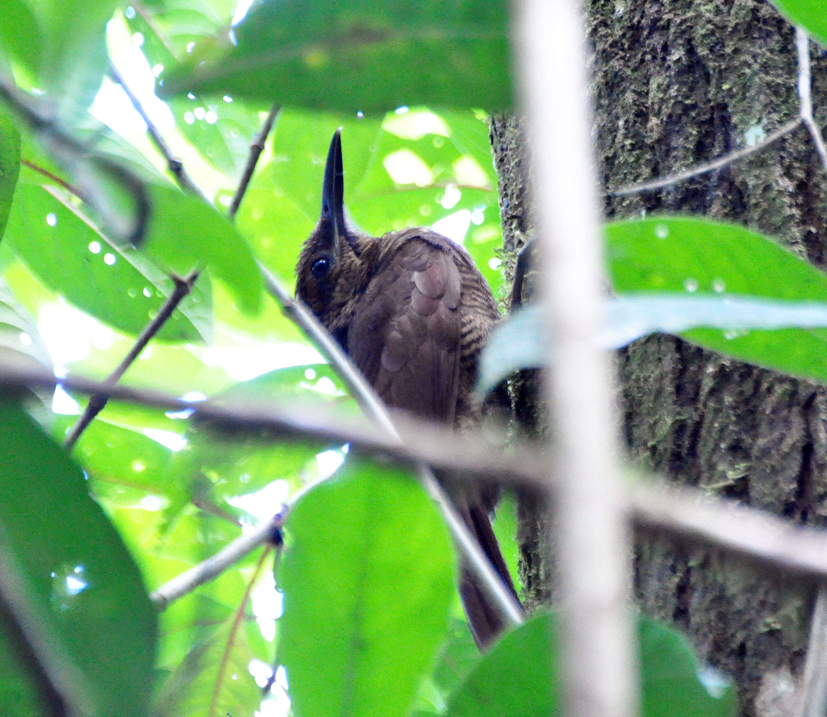 Image of Northern Barred Woodcreeper