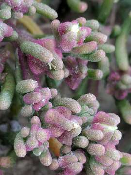 Image of slenderleaf iceplant