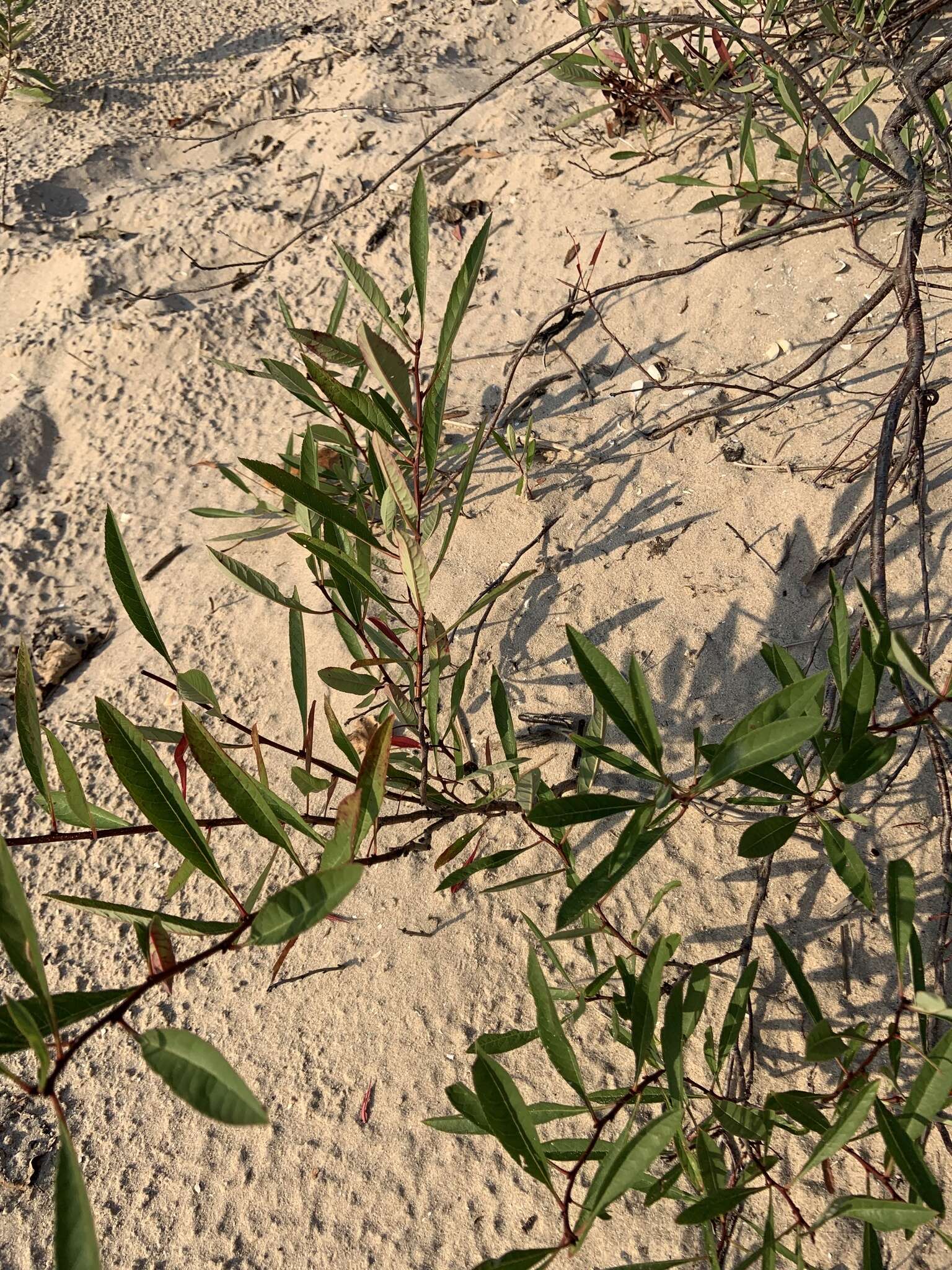 Image of Great Lakes sandcherry