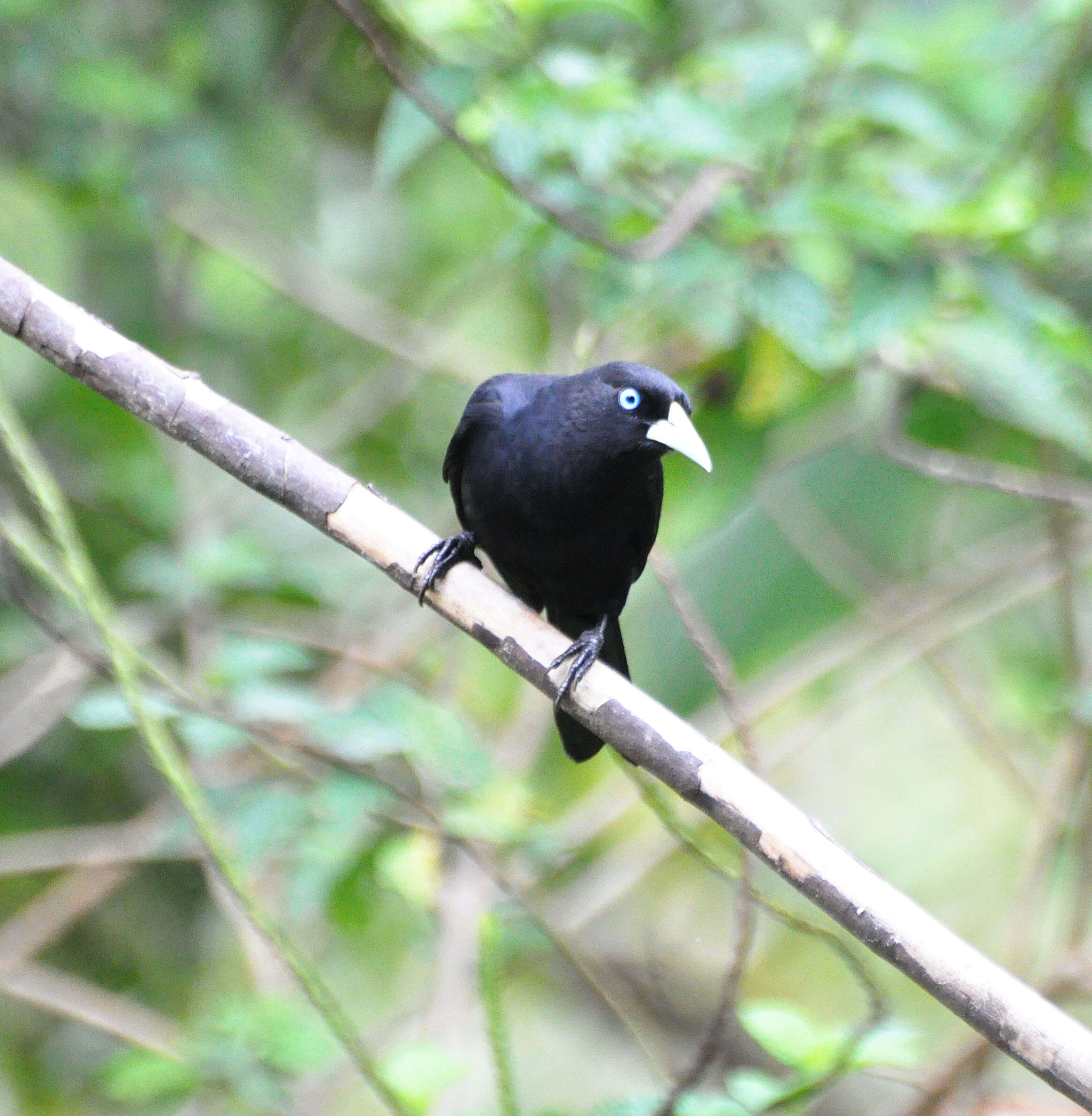 Image of Scarlet-rumped Cacique