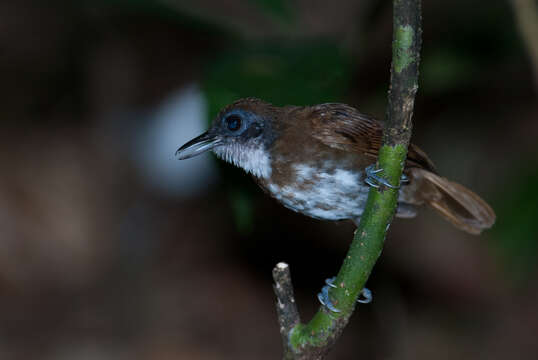 Image of Bicolored Antbird