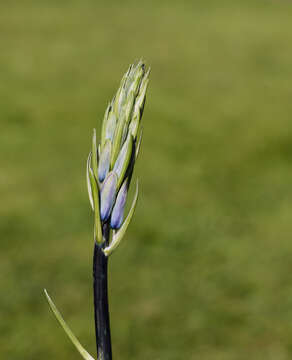 Image de jacinthe des bois