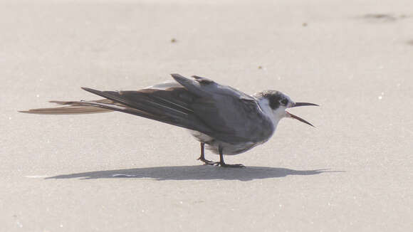 Image of Black Tern