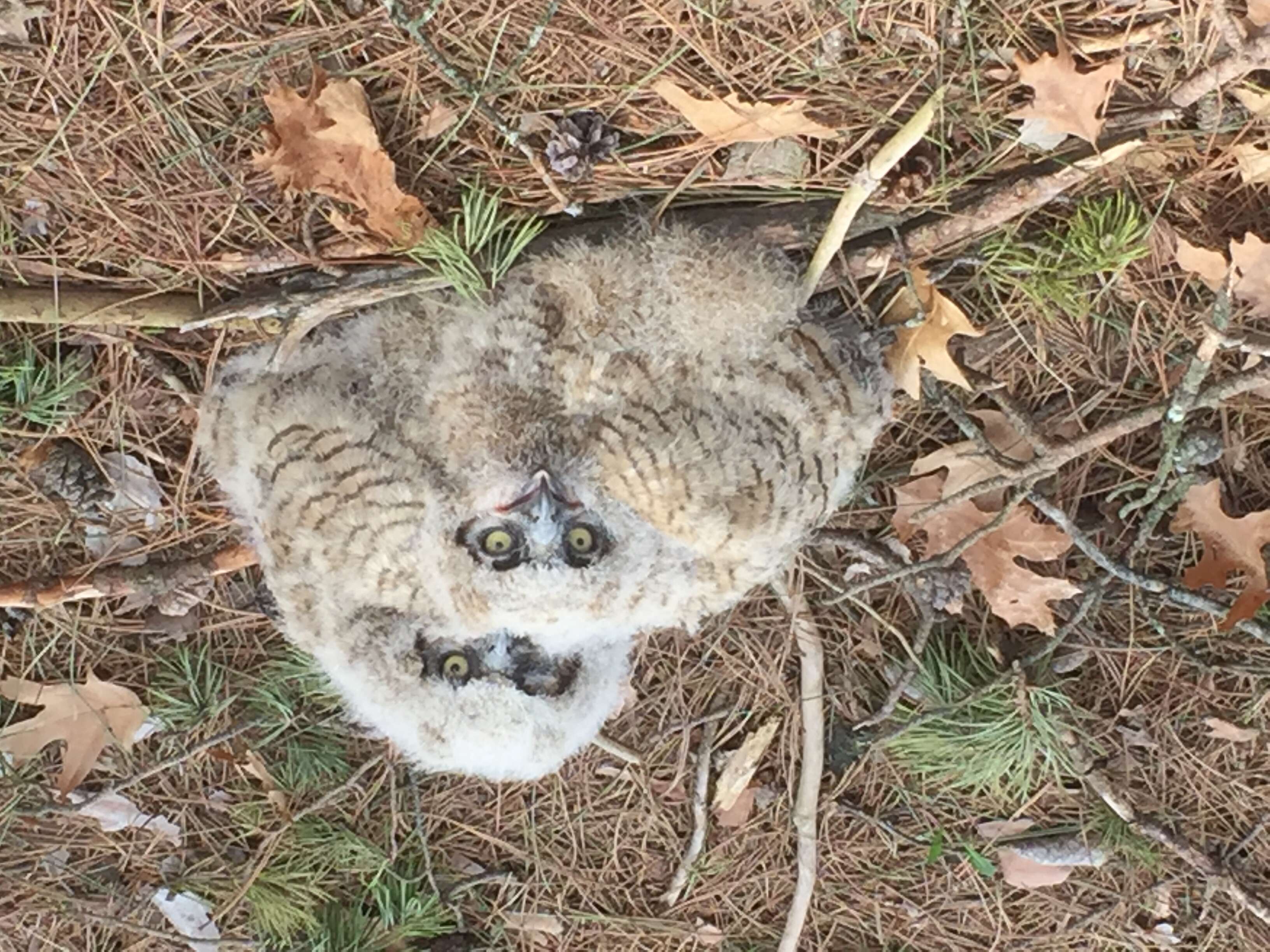 Image of Great Horned Owl