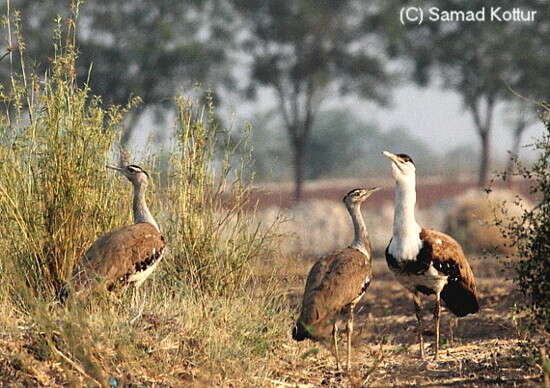 Image of Great Indian Bustard