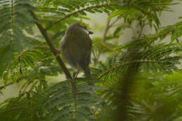 Image of Chestnut-sided Shrike-Vireo