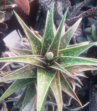 Image of Gasteraloe