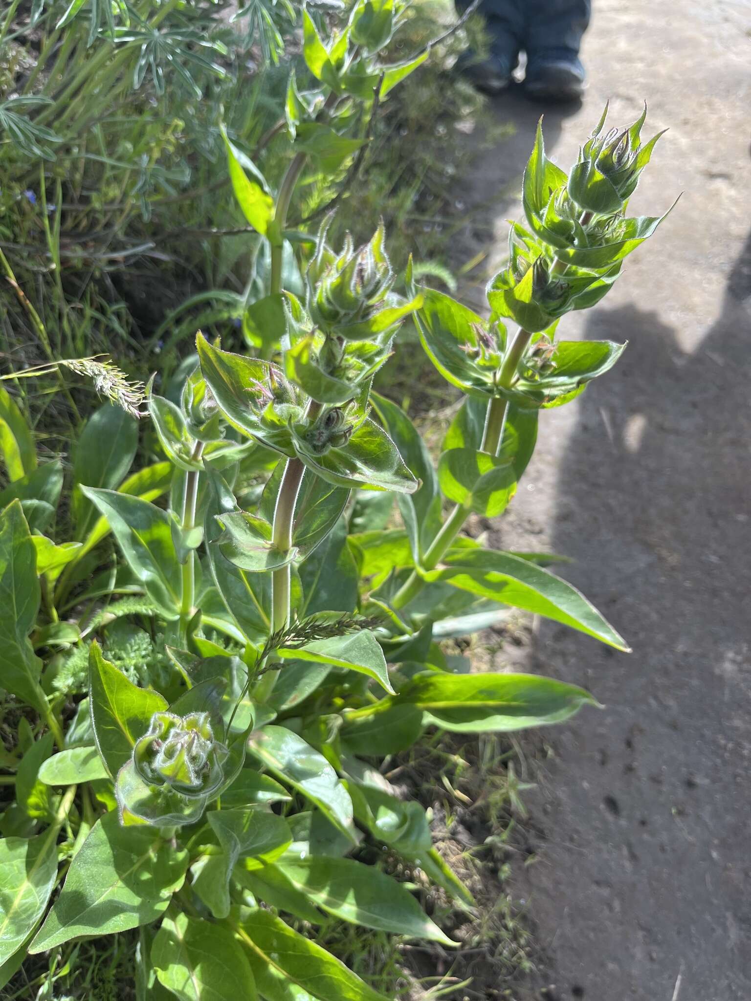 Image of stickystem penstemon