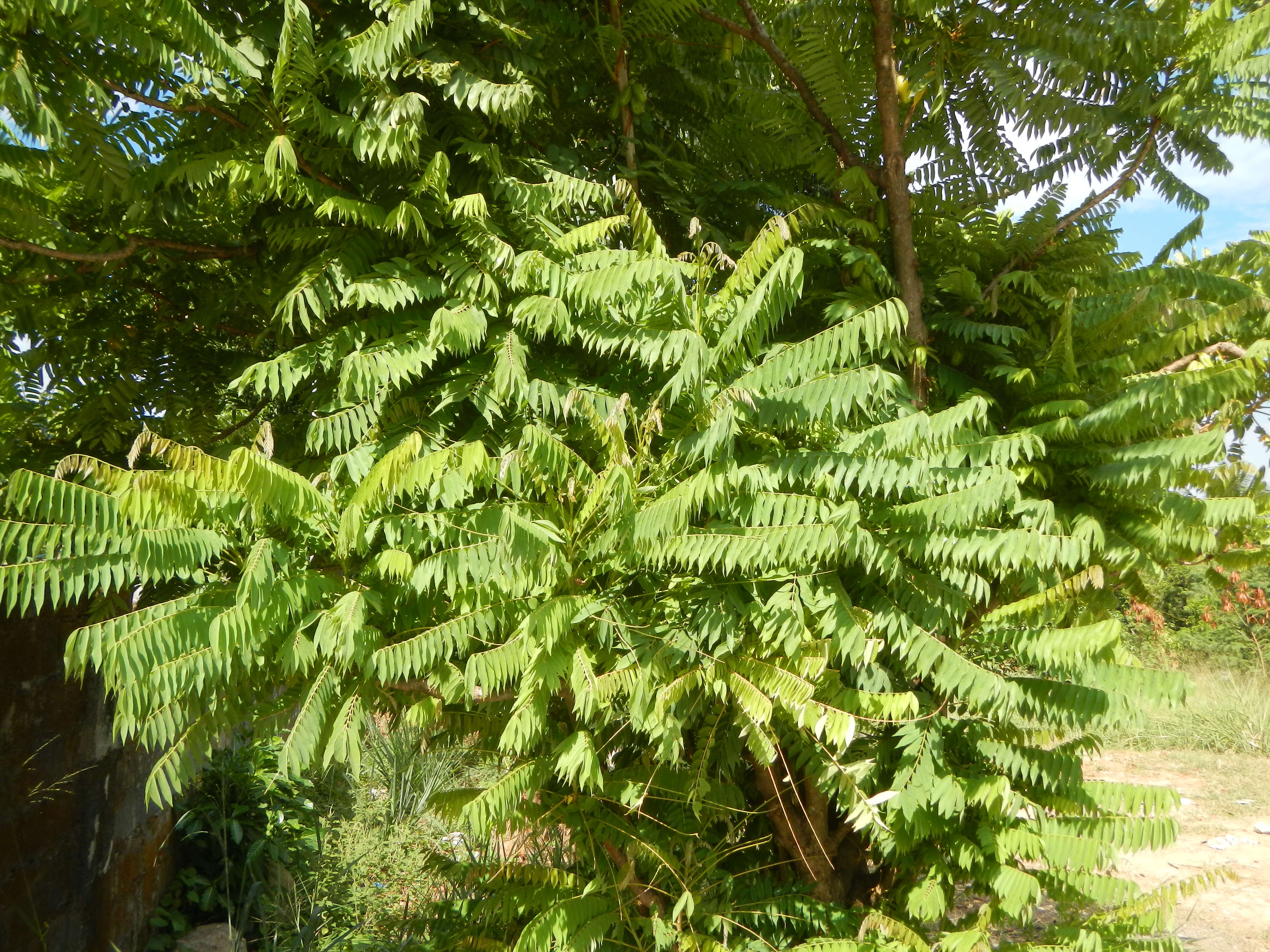 Image of bilimbi