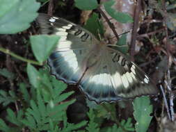 Image of Euthalia formosana Fruhstorfer 1908