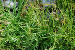 Image of Cyperus kamtschaticus (Meinsh.) Yonek.