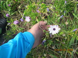 Image of shrubby daisybush