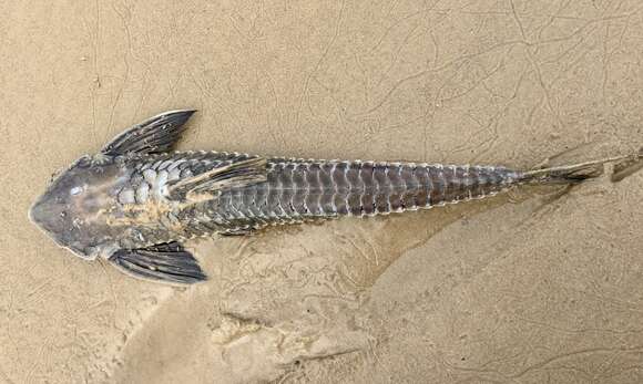 Image of Brochiloricaria