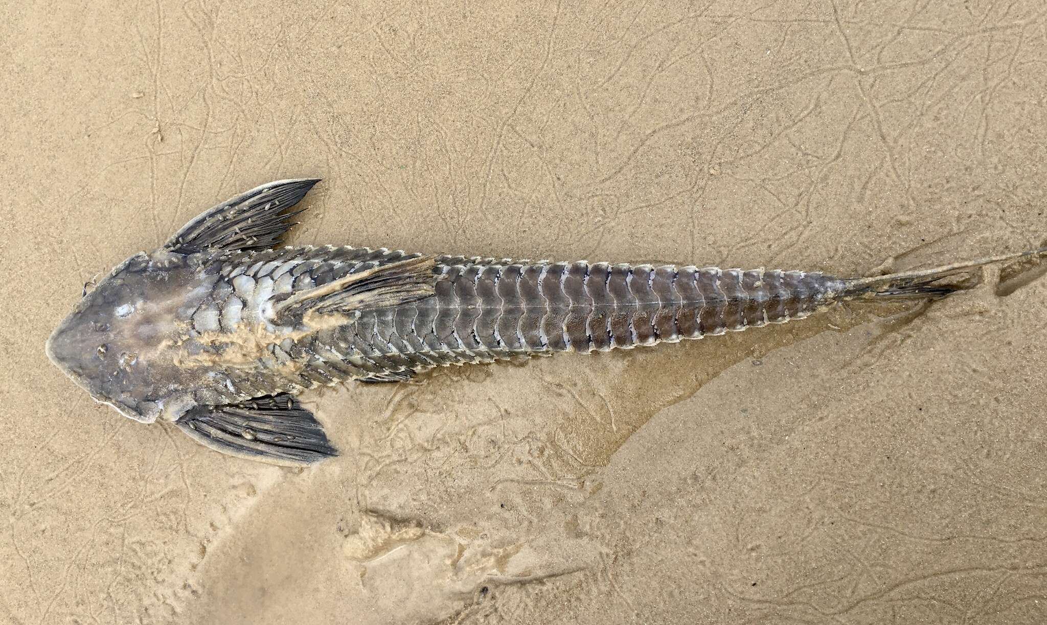 Image of Brochiloricaria chauliodon Isbrücker 1979