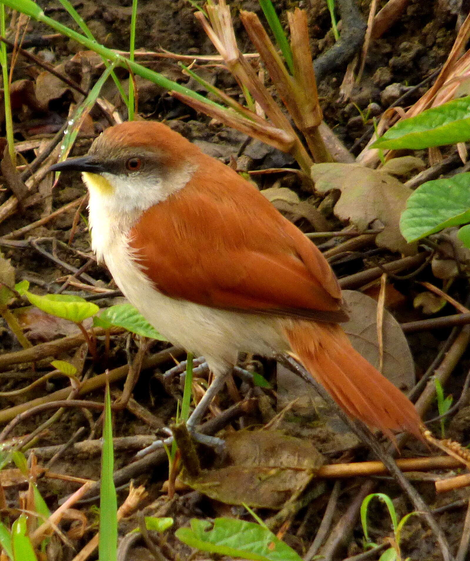 Image of Yellow-chinned Spinetail