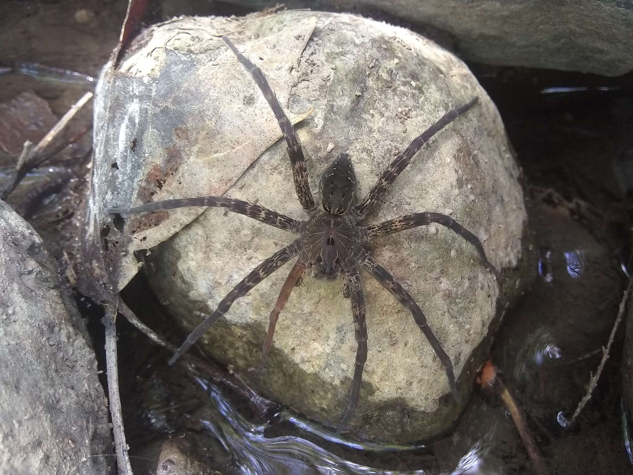 Plancia ëd Dolomedes holti Carico 1973